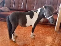 Cheval, Falabella — photo 2