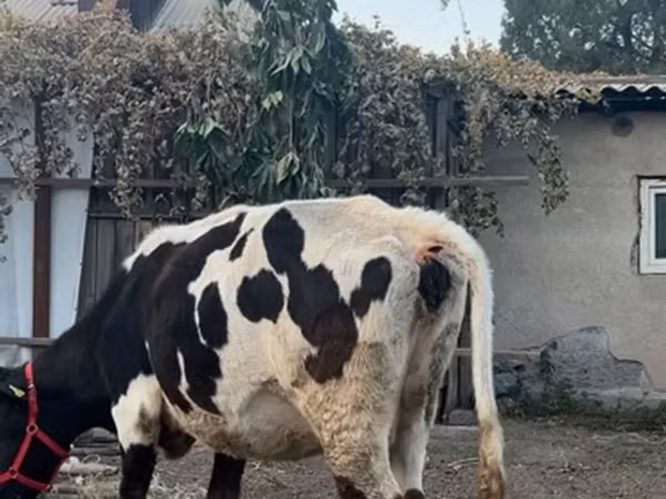 Kuh, Russian Black pied cattle