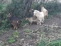 Oğlak, Keçiler — foto 3