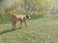 Rinder (Partie, Geschlecht nicht angegeben), Limousin-Kuh — Foto 3
