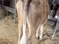 Bydło (partia, płeć nieokreślona), Simmental cattle — zdjęcie 2
