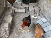 Chickens — ფოტო 6