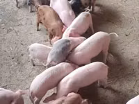 Eber, Schweine — Foto 5