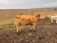 بقرة, Simmental cattle — الصورة 2
