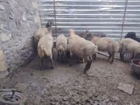 ვერძი, ცხვრები — ფოტო 4