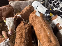 Cattle (batch, sex not specified), Simmental cattle — photo 2
