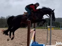 Caballo, Belgian warmblood horse — foto 2