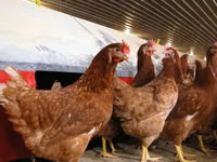 Chickens — புகைப்படம் 4