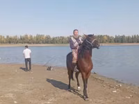 雄馬, Friesian sport horse — 写真 3