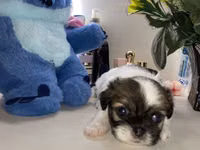 Məhsul: Pekines balaları - Yaş: 60 günlük - Cins: Pekines - Rənglər — foto 5