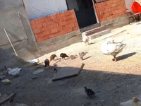 Německý pekin — foto 4