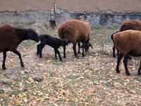 母羊, Sheep — 照片 5