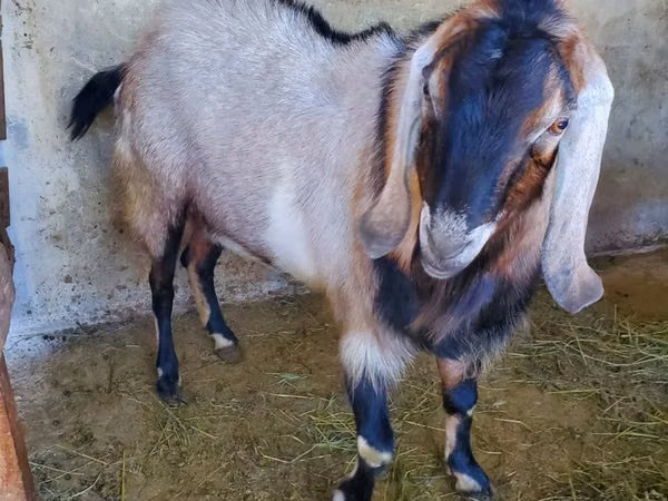 ஆண் வெள்ளாடு, Nubian Goat