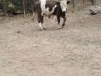 Buğa, Qəhvəyi latviyalı — foto 3