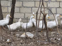 Ducks — zdjęcie 2