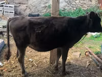 Byk, Bydło — zdjęcie 4