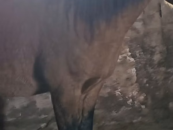 குதிரை, Mugalzhar horse