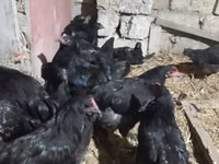 Australorp — Foto 6