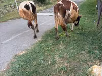 Krowa, Russian Black pied cattle — zdjęcie 4