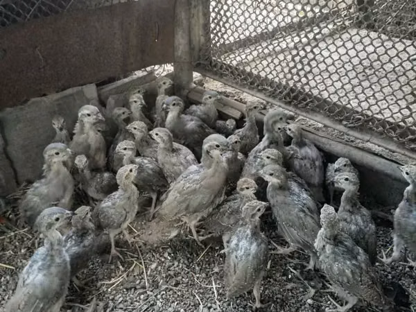Guinea fowl