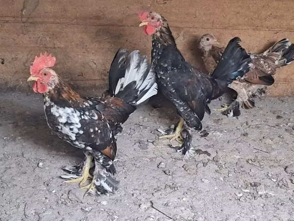 Bantam japonesa