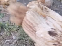 Chickens — foto 2