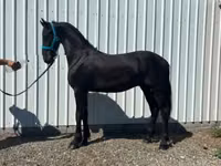 Horse (M), Friesian — photo 3