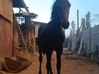 حصان, French Trotter — الصورة 4