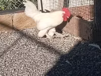 Chickens — zdjęcie 1