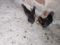 Ayam Cemani — zdjęcie 1