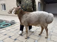 Baran, Owce — zdjęcie 1