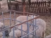 Qoç, Cerry Hill sheep — foto 2