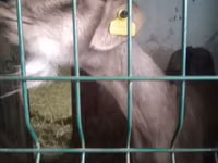 Koza, Nubian Goat — foto 2