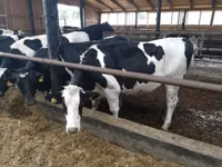 பசு, Swiss cattle — புகைப்படம் 2