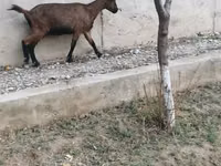 Bode, Alpine goat — foto 2