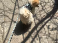Cins: Pomeranian (Boo tipli) Rəng: Krem/açıq şaftalı Ölçü: Kiçik — 照片 3