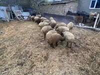 Schafe (Partie, Geschlecht nicht angegeben), Schafe — Foto 3
