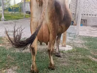 Krava, Skot — foto 8