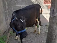 Vaca, Raça Holstein — foto 3