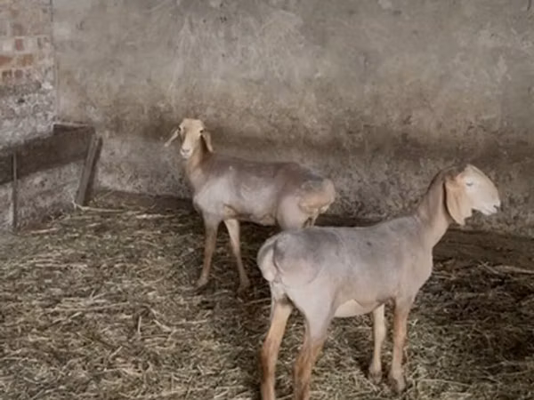 Қой, Hissar sheep