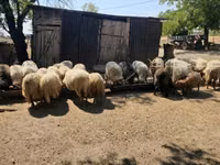 雄羊, Racka sheep — 写真 5