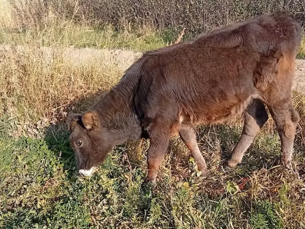 Krava, Alatau plemeno