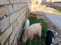 Goat, Goats — photo 2