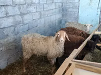 Ovce, Beulah Speckled face sheep — foto 3