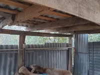 公羊, Rhon sheep — 照片 4
