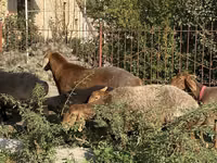 Schafe (Partie, Geschlecht nicht angegeben), Schafe — Foto 3