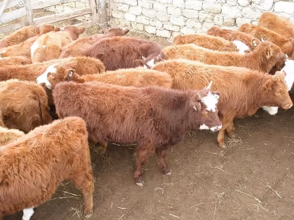 ძროხა, კალმიკური ჯიში