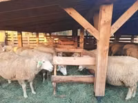 Owce (partia, płeć nieokreślona), Owce — zdjęcie 1