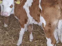 Bovinos (lote, sexo no especificado), Simmental cattle — foto 6