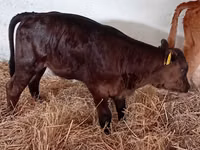 Bovins (lot, sexe non indiqué), Russian Black pied cattle — photo 3